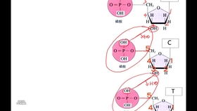 基因分子设计方案[基因结构分析的一般步骤]